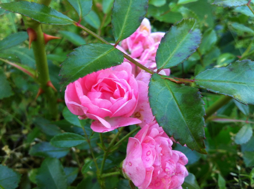 Päivän pinkki 10/19.